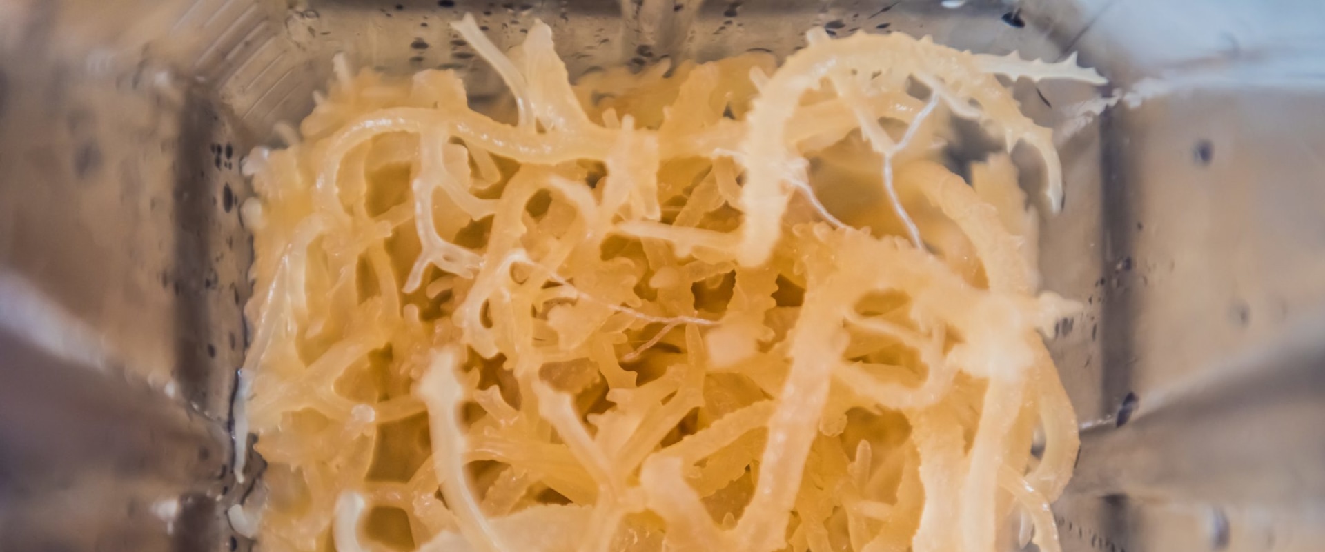 Sea Moss: Protein and Carbohydrate Content Explored