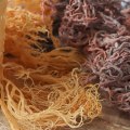 Exploring the Benefits of Anthocyanins in Sea Moss