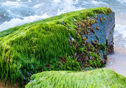 Sea Moss Fiber Content: Exploring Nutritional Benefits